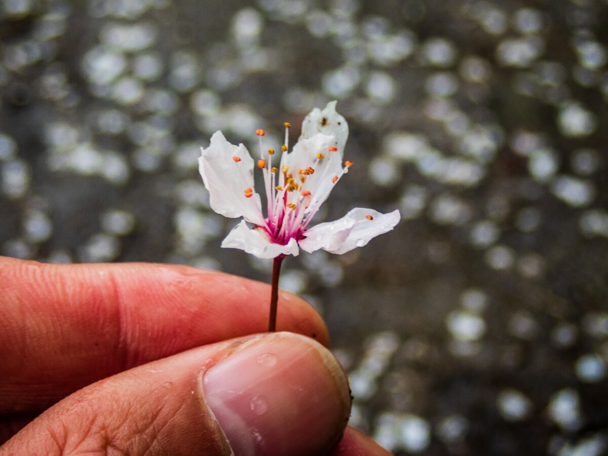 日本樱花 樱花 东京樱花 Cherry Tree 花儿 花卉 植物 太子湾樱花