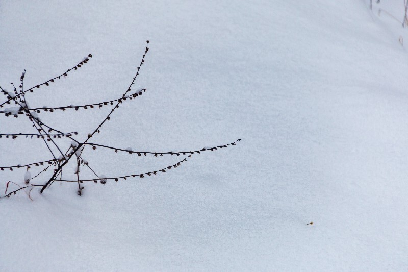 雪 自然 风光 摄影 植物上的雪 白雪 雪景 岩石雪景