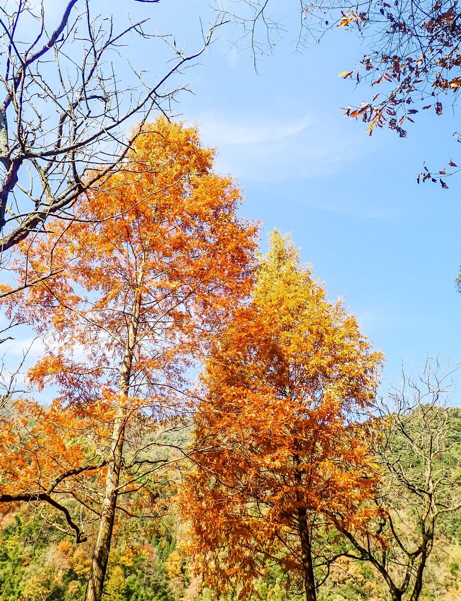 红色的树叶 秋天 颜色 风光 树叶 秋天到了 一叶知秋 摄影 特写