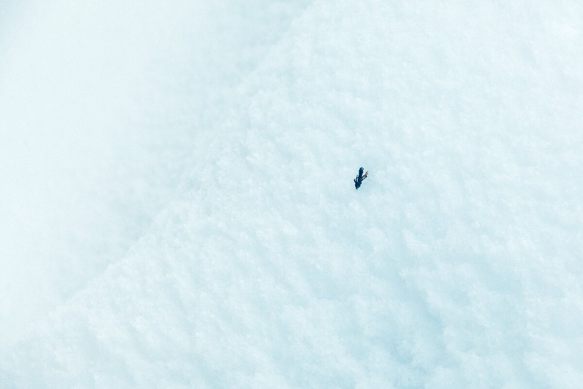 摄影 雪景 大自然 黄山 黄山雪景 雪中黄山 森林雪景 植物上的雪 小草 生命