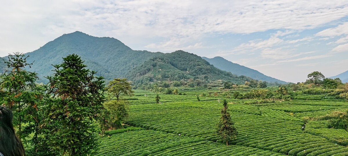 茶园 茶叶 茶村 龙坞 茶山 茶镇 龙坞茶山 杭州龙坞茶园 杭州龙坞茶村 杭州龙坞茶山
