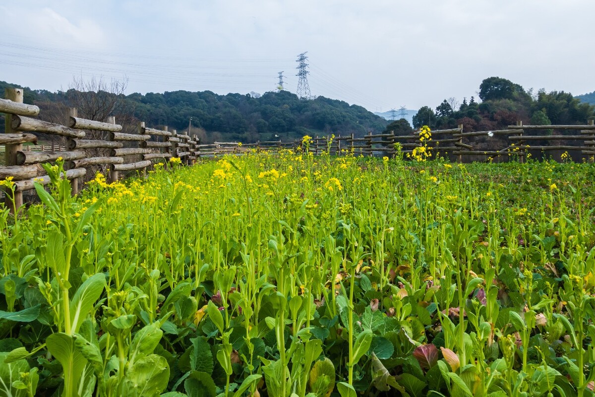 油菜花 蝴蝶 菜花 黄色的小花 菜地 摄影 风光 自然 油菜地