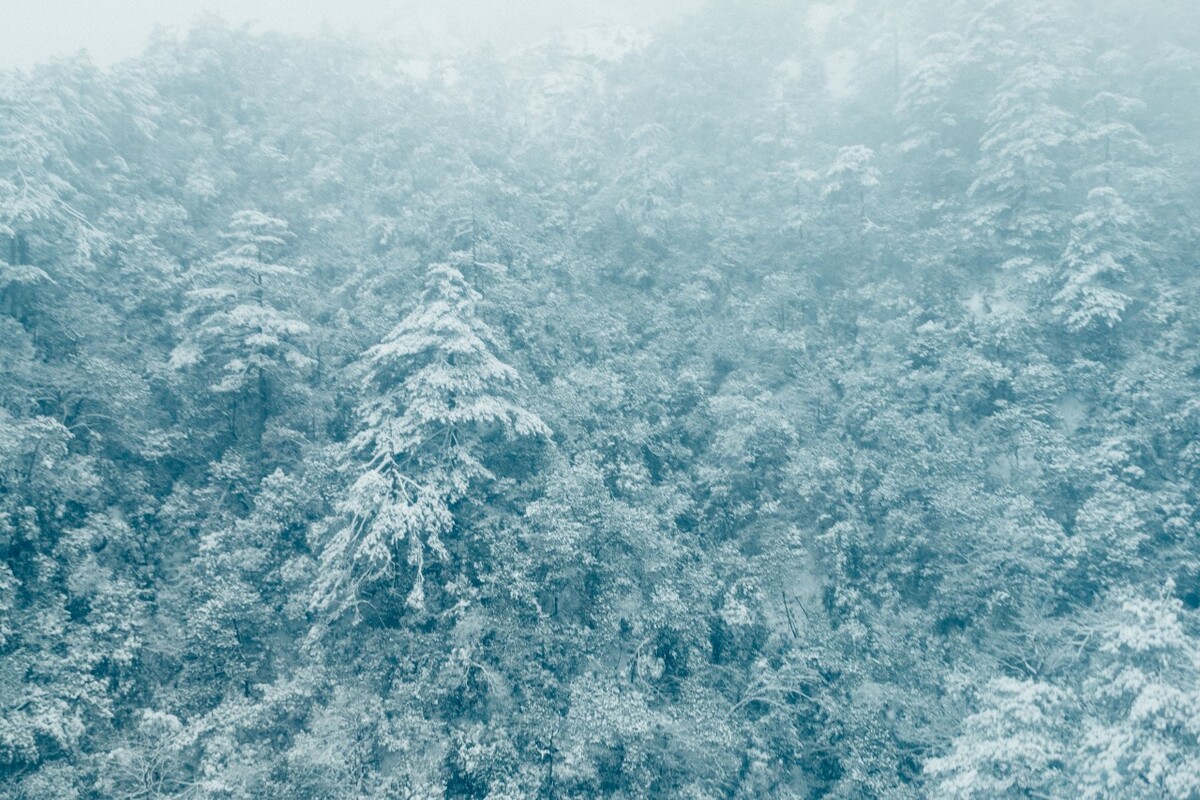 雪景 自然 风景 自然风光 大自然 黄山雪景 黄山风光 树枝上的雪 积雪 千里冰封 万里雪飘 银妆素裹 森林雪景