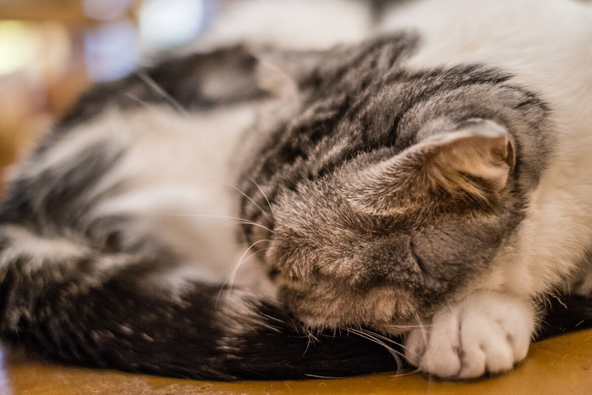 猫 宠物 动物 图片 摄影 喵星人 猫猫