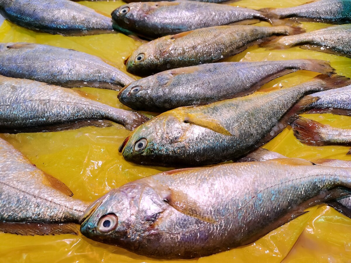 鱼 小黄鱼? 海鲜 鱼类 图片 摄影 素材 美食