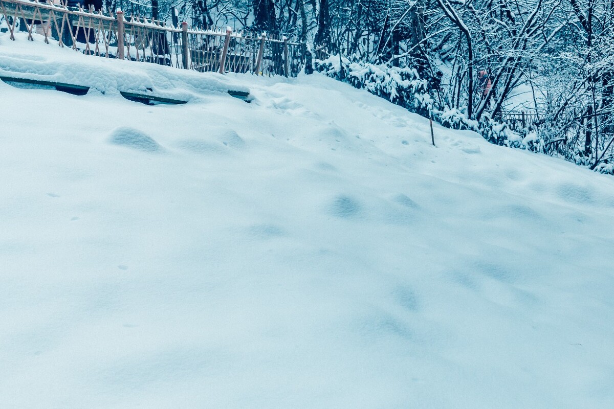 摄影 雪景 大自然 黄山 黄山雪景 雪中黄山 森林雪景