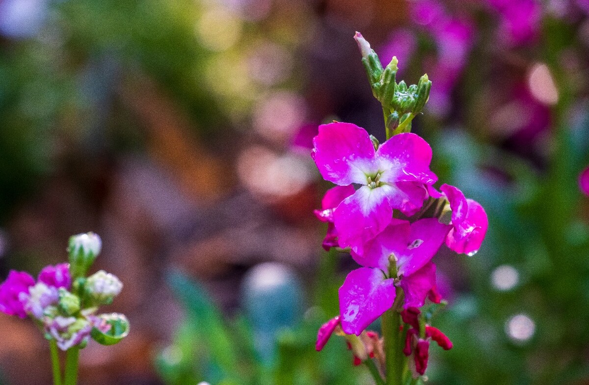 花儿 花卉 花草 自然 风景 风光 摄影 图片 素材 植物 小花 须苞石竹