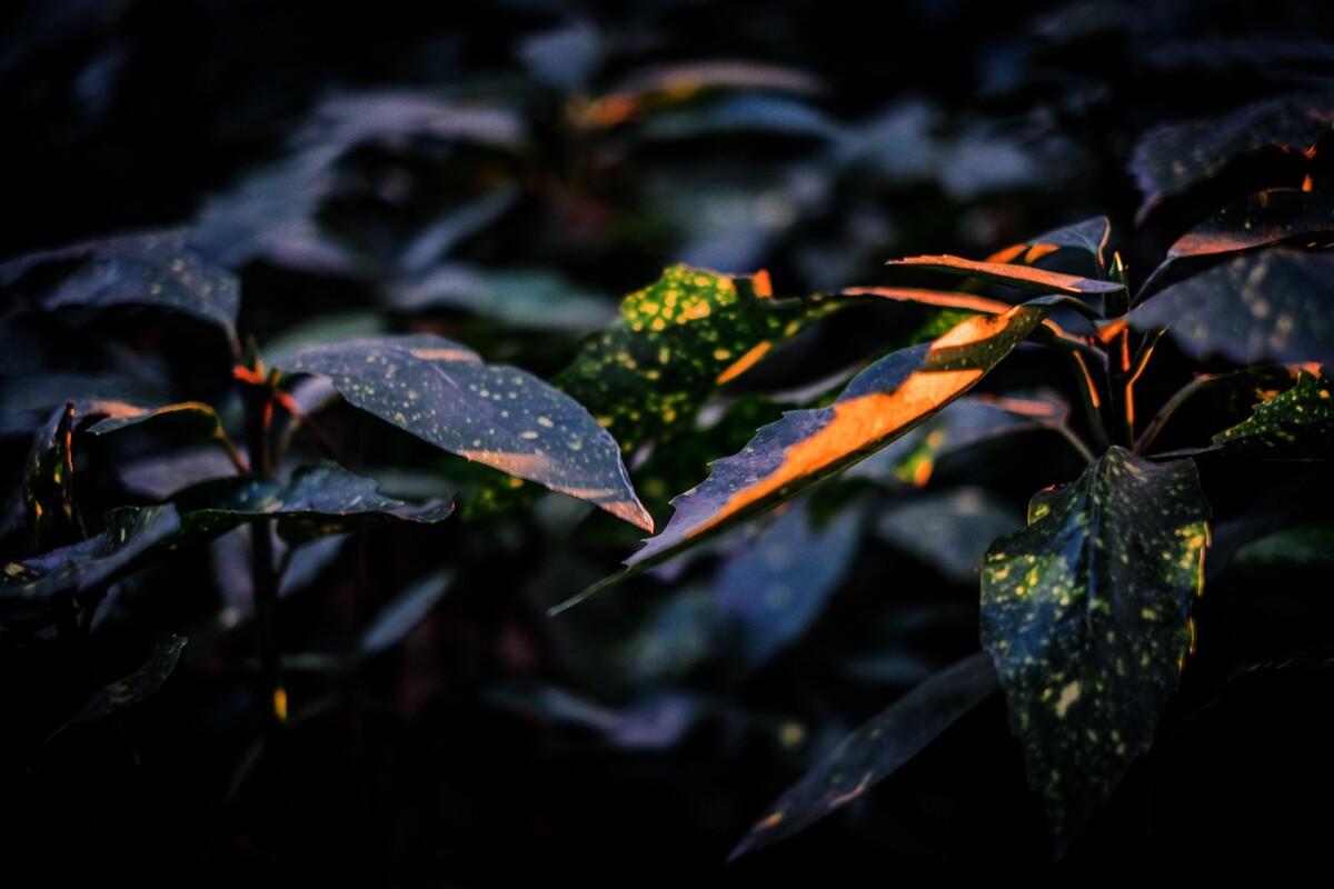 阳光 叶子 植物 生活 特写 光 树叶 一束光  图片 素材