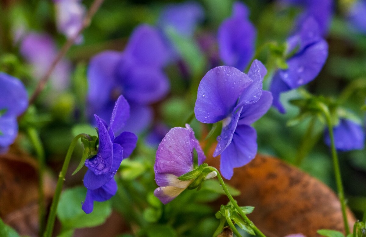 花儿 花卉 花草 自然 风景 风光 摄影 图片 素材 植物 小花 香堇菜