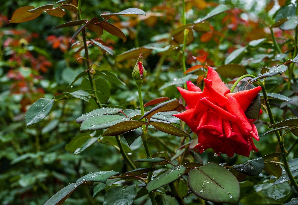 雨后玫瑰 玫瑰 月季 花朵 花儿 植物 特写 摄影