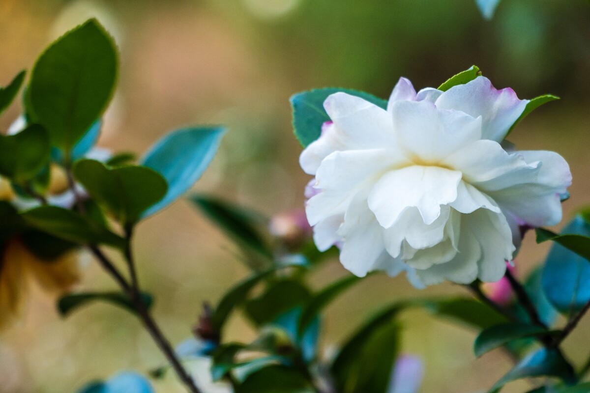 花 花朵 花卉 植物 特写 摄影 花草 茶花   叶子 静物 风光 茶梅