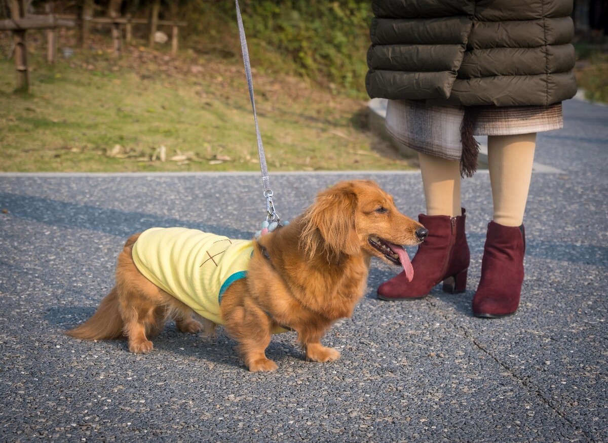腊肠犬 金毛 狗狗 宠物 旺星人 摄影 特写 图片 宠物摄影 猎犬