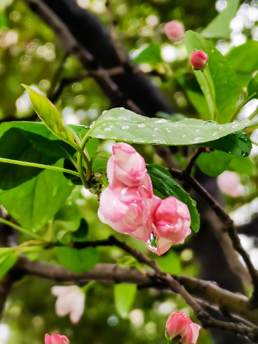 海棠花 植物 花卉 花朵  花儿 风光 摄影 自然 雨中的花儿