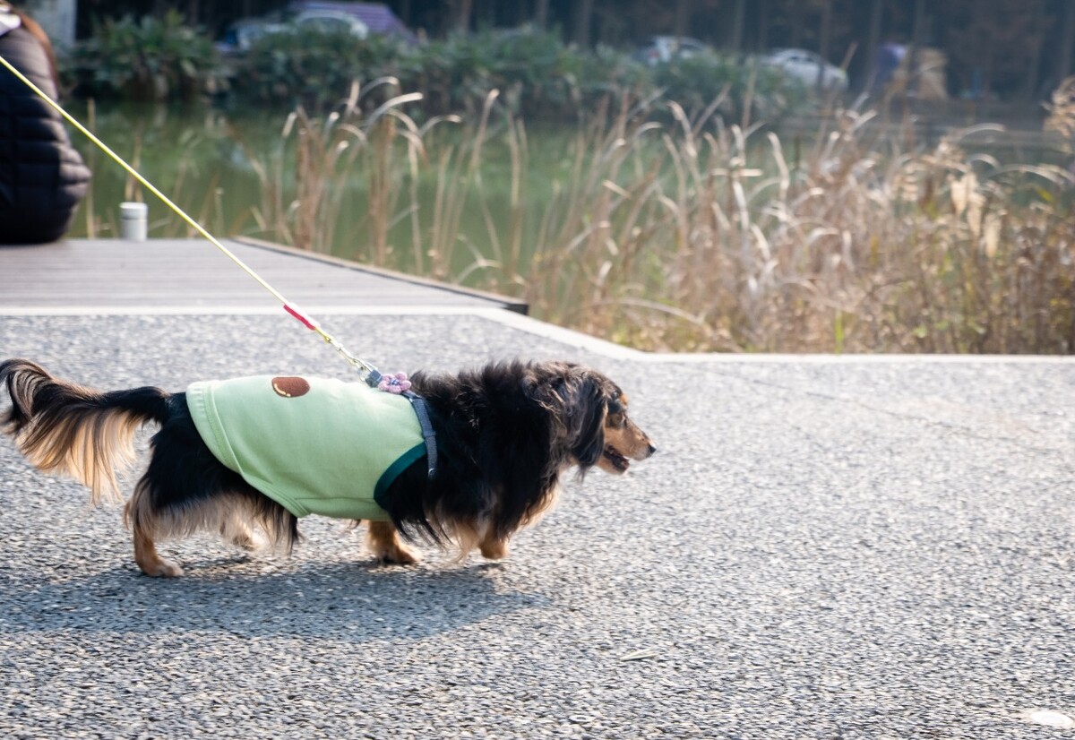 腊肠犬 金毛 狗狗 宠物 旺星人 摄影 特写 图片 宠物摄影 猎犬