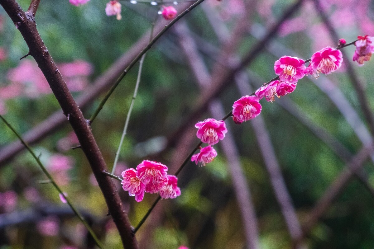 雨中梅 梅花 植物 花卉 花草 寒梅 红梅 雨中红梅 自然 风光 图片 素材 特写 梅花特写 Red plum