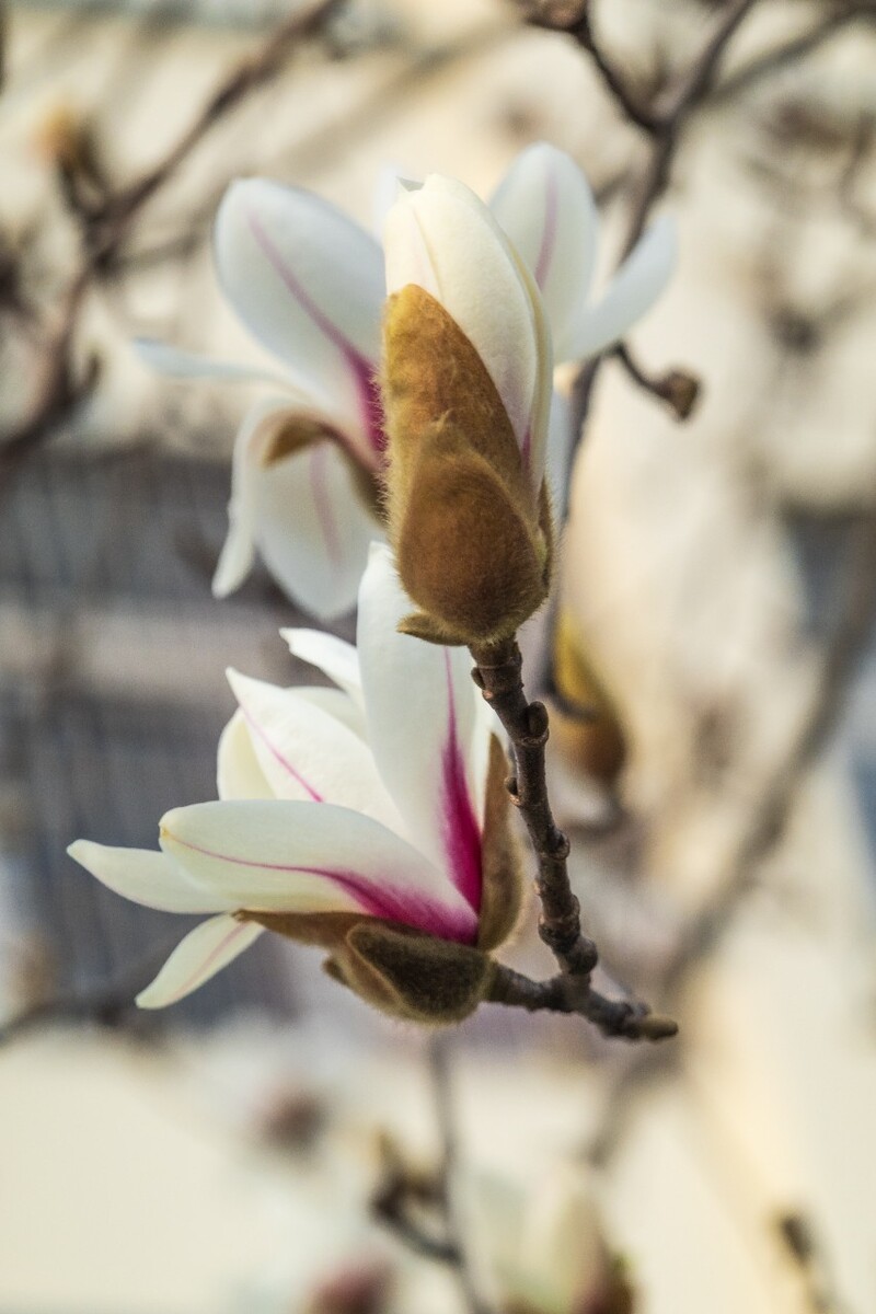 白玉兰 木兰 玉兰花 迎春花 望春 应春花 玉堂春 辛夷花 玉兰