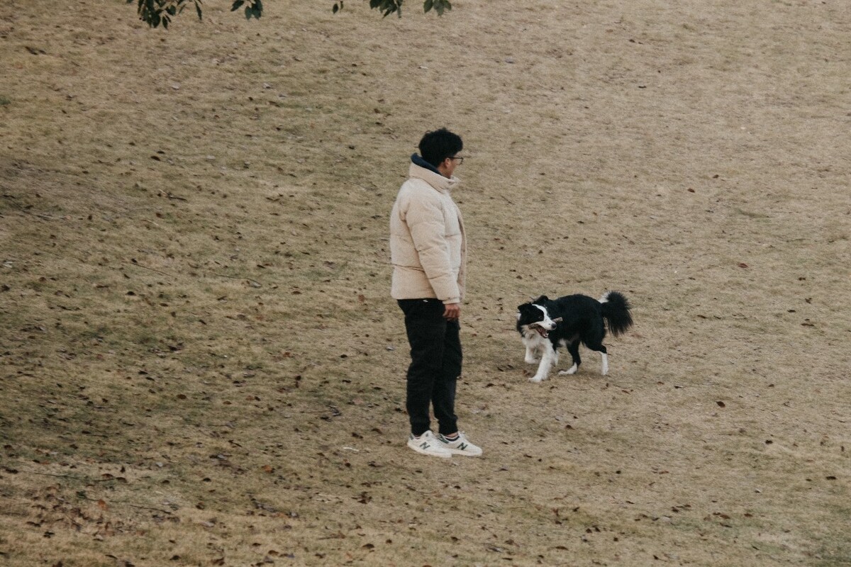 人与动物 宠物摄影 摄影 动物 边牧 边境牧羊犬 如影随形 飞盘狗世界杯大赛的主角 和睦相处 嬉戏 训练