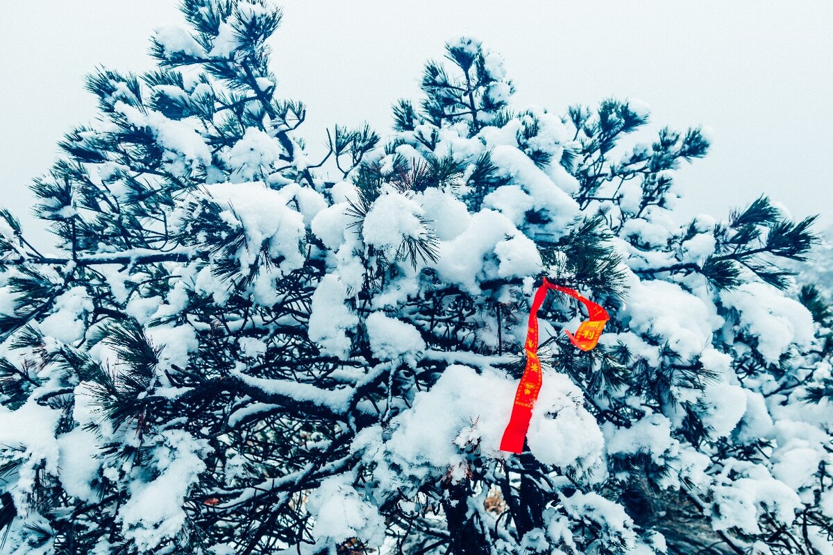 雪景 大自然 自然 风光 黄山雪景 摄影 银妆素裹 千里冰封 万里雪飘 旅游 树枝上的雪 森林雪景