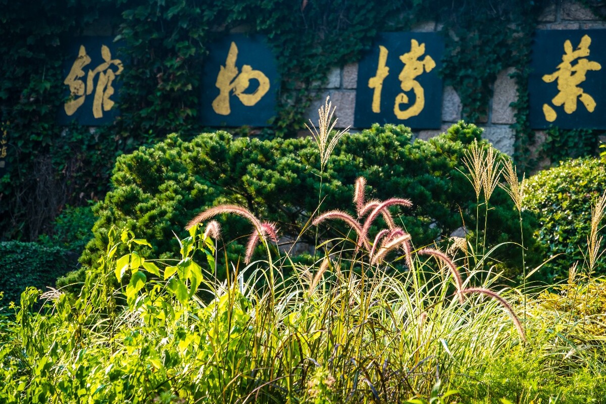 茶叶博物馆 自然 风光 风景 博物馆 狗尾巴草 狗尾草