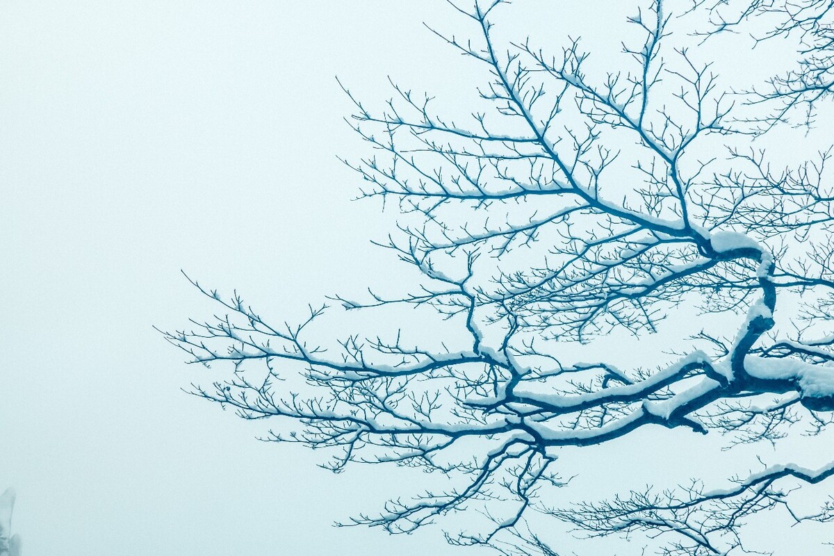 雪景 大自然 自然 风光 黄山雪景 摄影 银妆素裹 千里冰封 万里雪飘 旅游 树枝上的雪 森林雪景