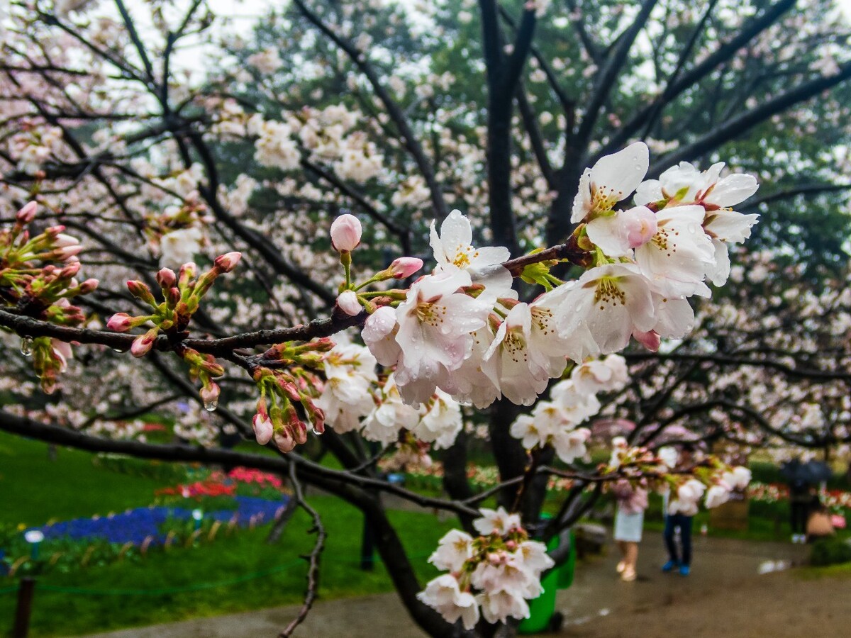 日本樱花 樱花 东京樱花 Cherry Tree 花儿 花卉 植物 太子湾樱花 樱花
