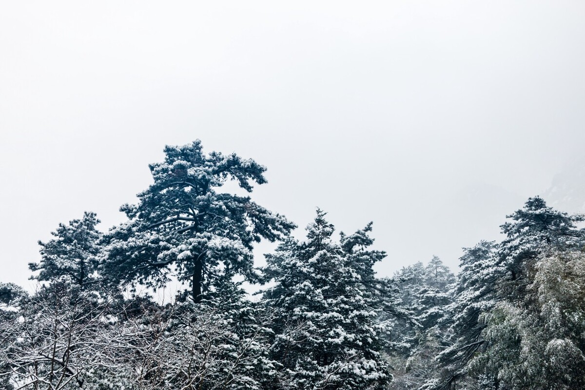 雪景 自然 风景 自然风光 大自然 黄山雪景 黄山风光 树枝上的雪 积雪 千里冰封 万里雪飘 银妆素裹