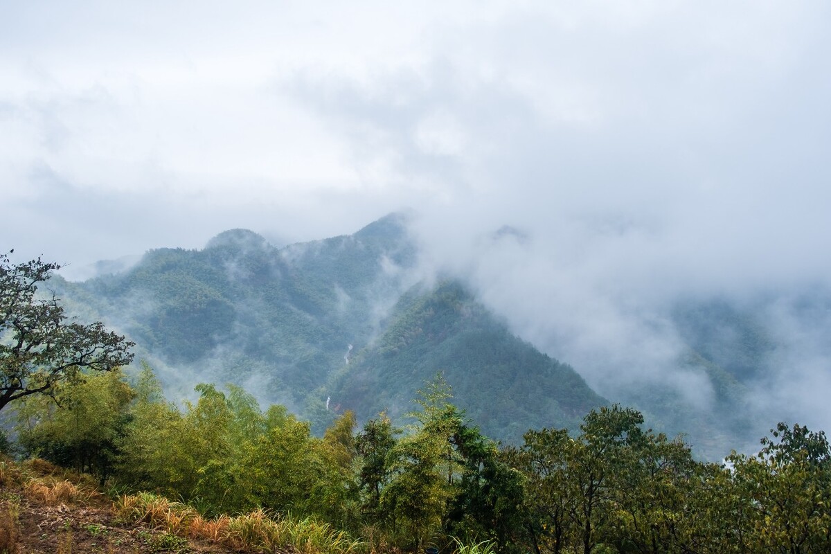 东平 风光 摄影 自然 旅行 树木