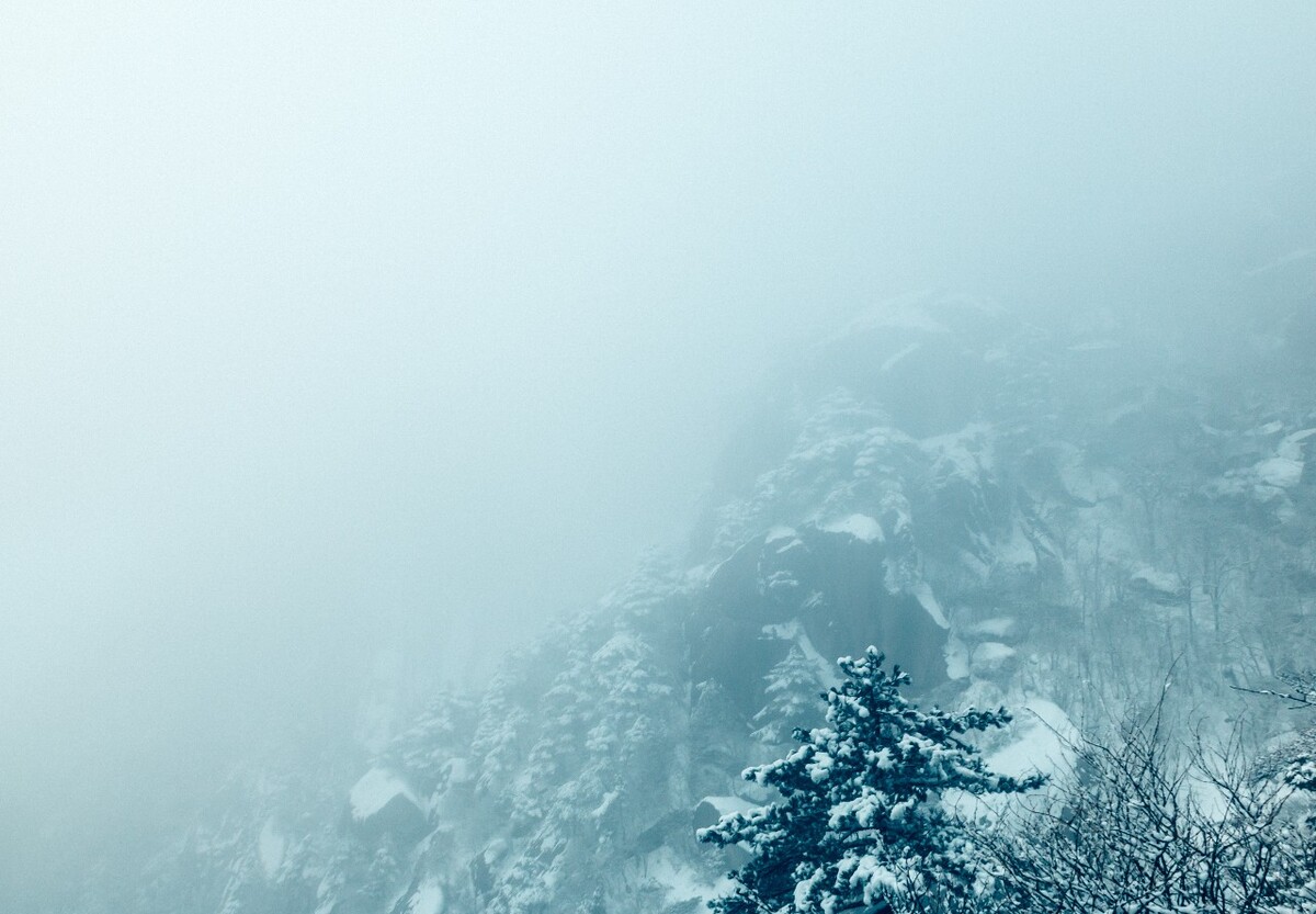 植物 雪景 大自然 自然 雪中的植物 白雪 黄山雪景 索道 黄山 森林雪景