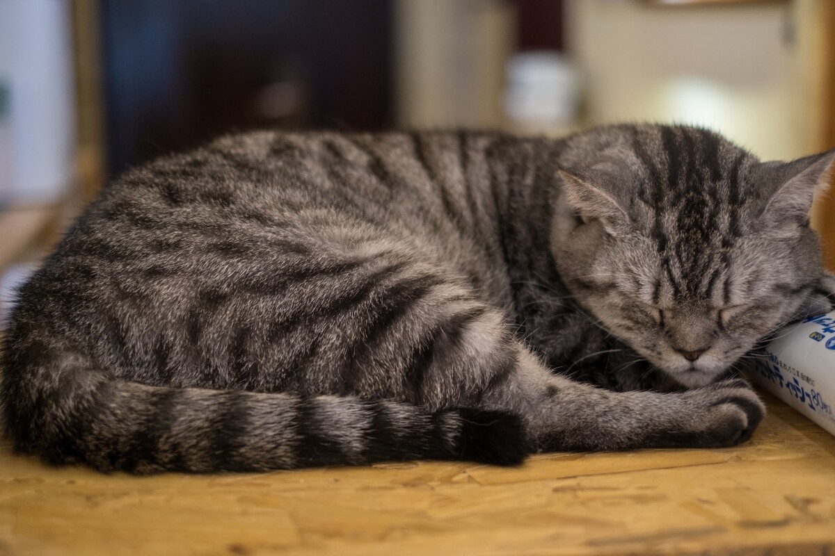 猫 宠物 动物 图片 摄影 喵星人 猫猫