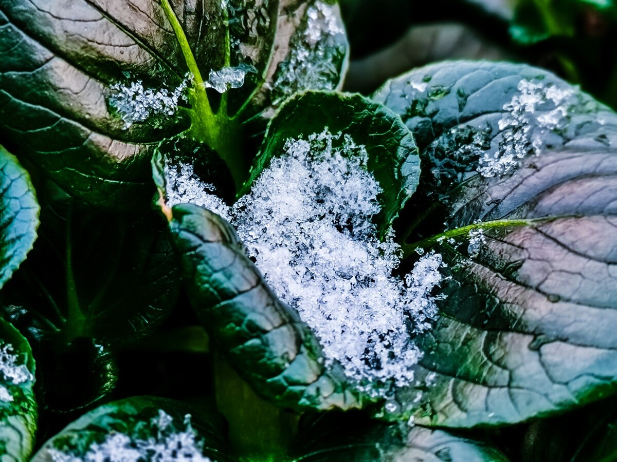 雪 初雪 杭州初雪 雪 自然 风景 地上的雪 雪景 好久不见的雪 冰晶 雪晶 青菜上的雪