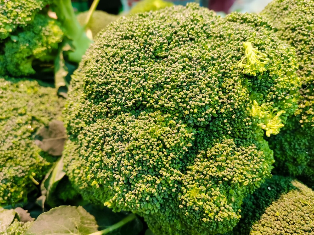 图片 摄影 特写 蔬菜水果 西蓝花 青花菜 西兰花 绿花菜 绿菜花青花菜 绿花椰菜 美国花菜