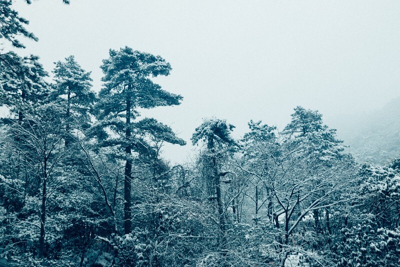 雪 自然 风光 摄影 树枝上的雪 白雪 雪景 大自然 黄山雪景