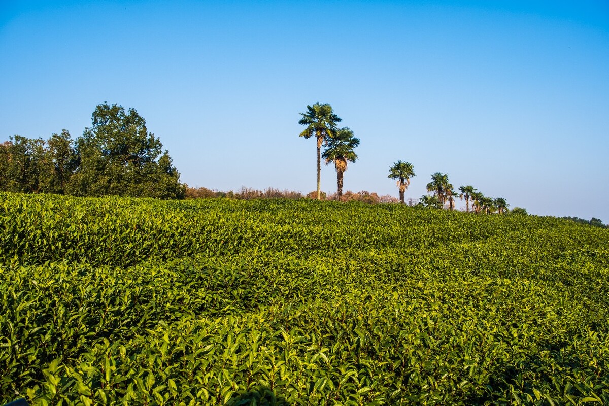 龙井茶园 茶园风光 茶园 茶园风貌 摄影 茶叶 茶 茶园 龙井茶 风光 特写 摄影 茶艺 龙井茶叶