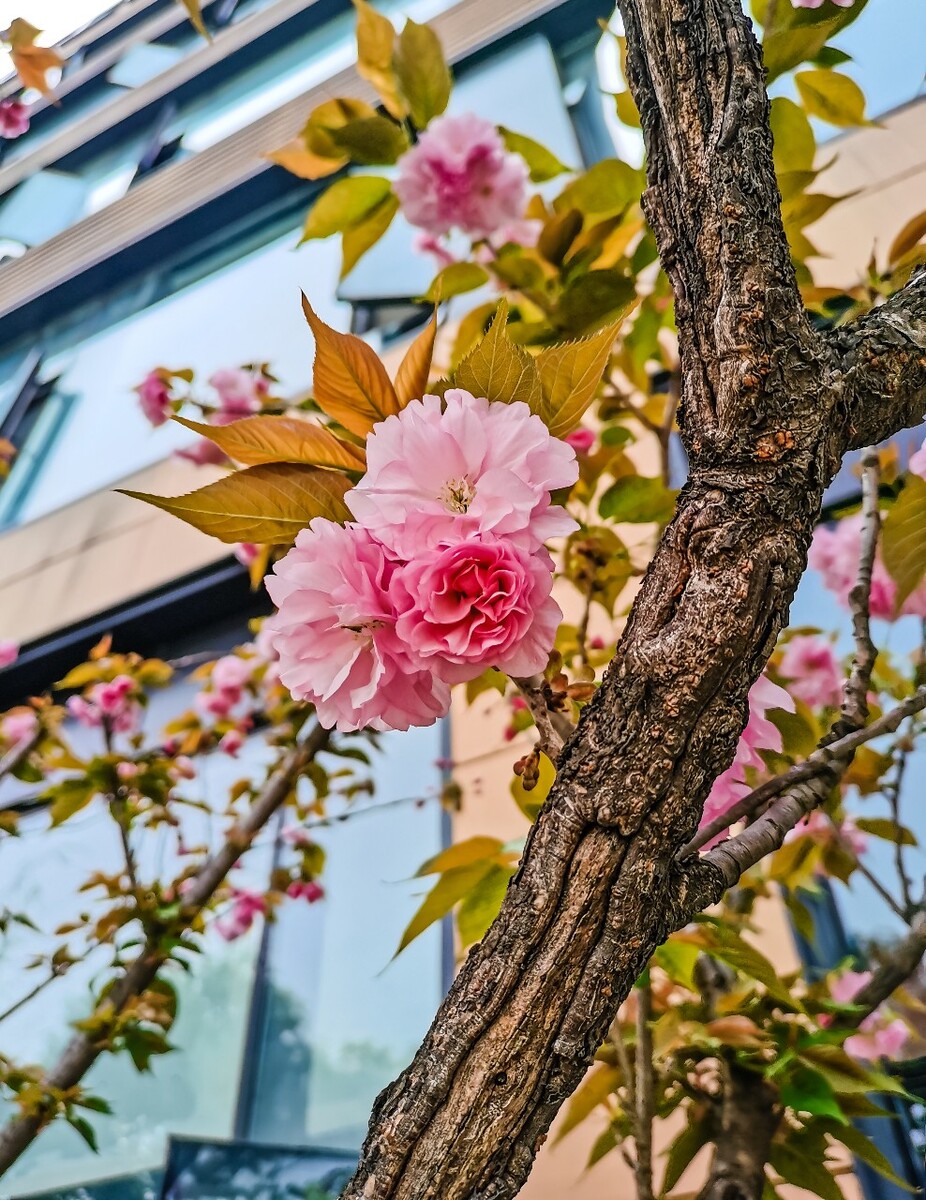 樱花 树 花朵 特写 摄影 自然 风光 花儿 花卉