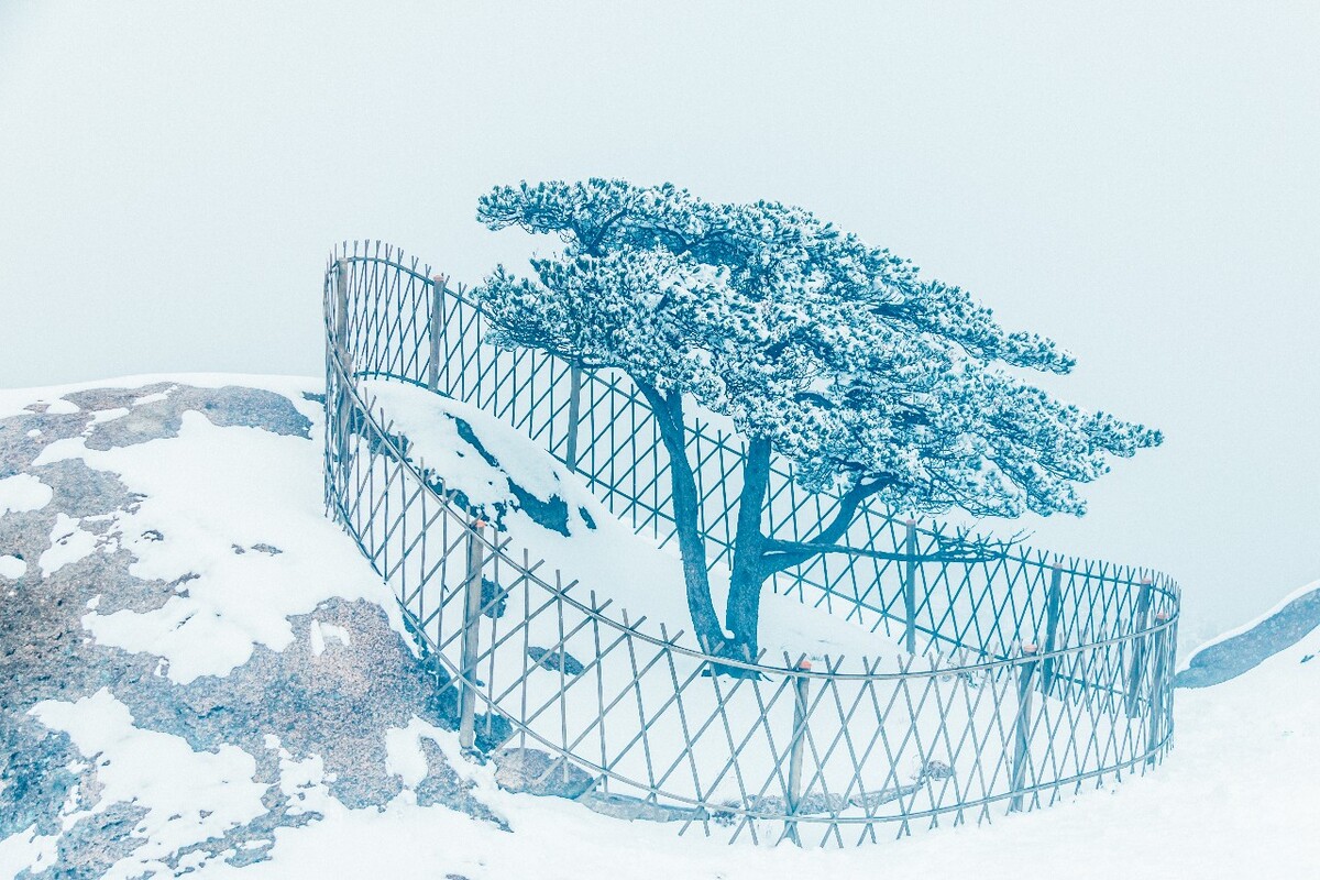 雪景 大自然 自然 风光 黄山雪景 摄影 银妆素裹 千里冰封 万里雪飘 旅游 树枝上的雪 森林雪景 松树