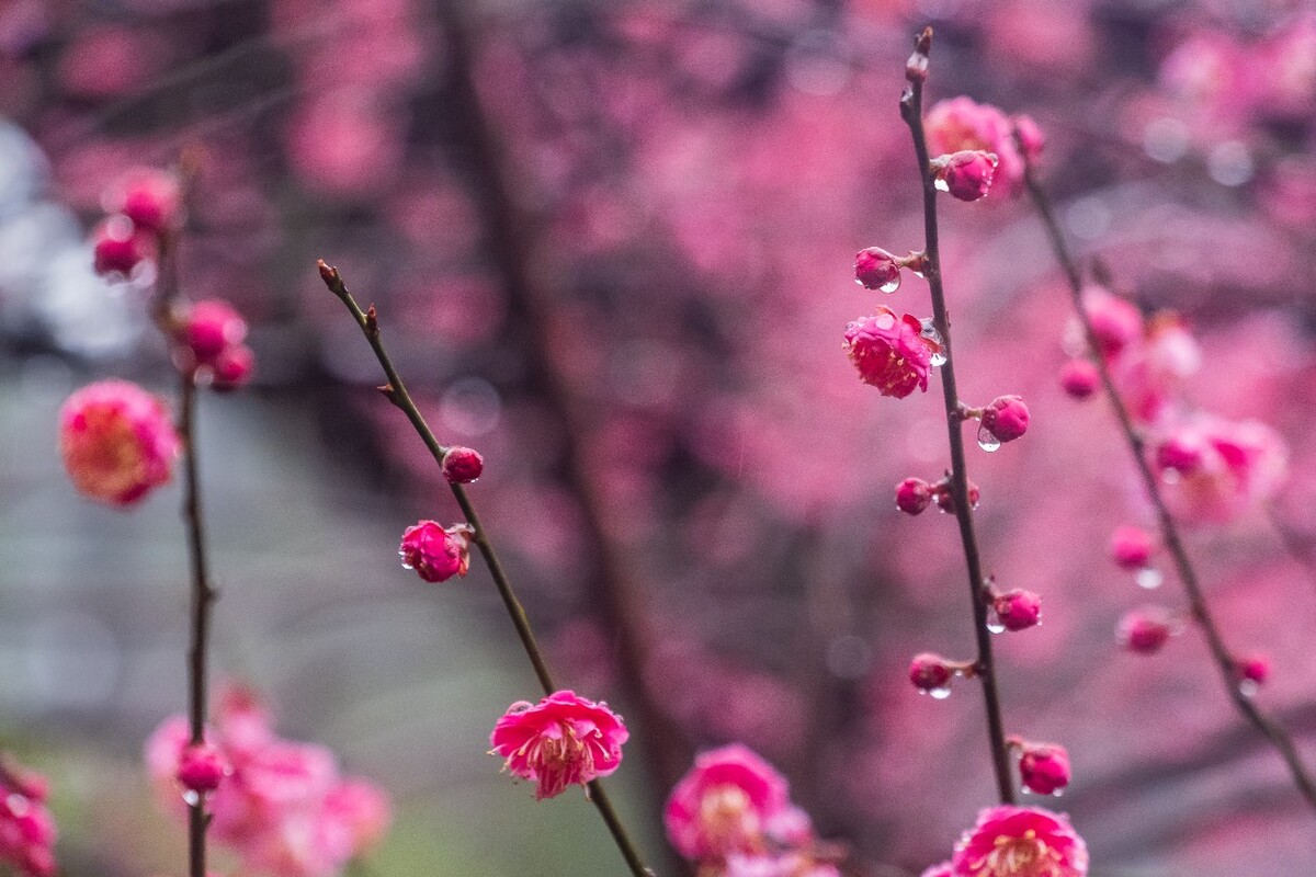 雨中梅 梅花 植物 花卉 花草 寒梅 红梅 雨中红梅 自然 风光 图片 素材 特写 梅花特写 Red plum