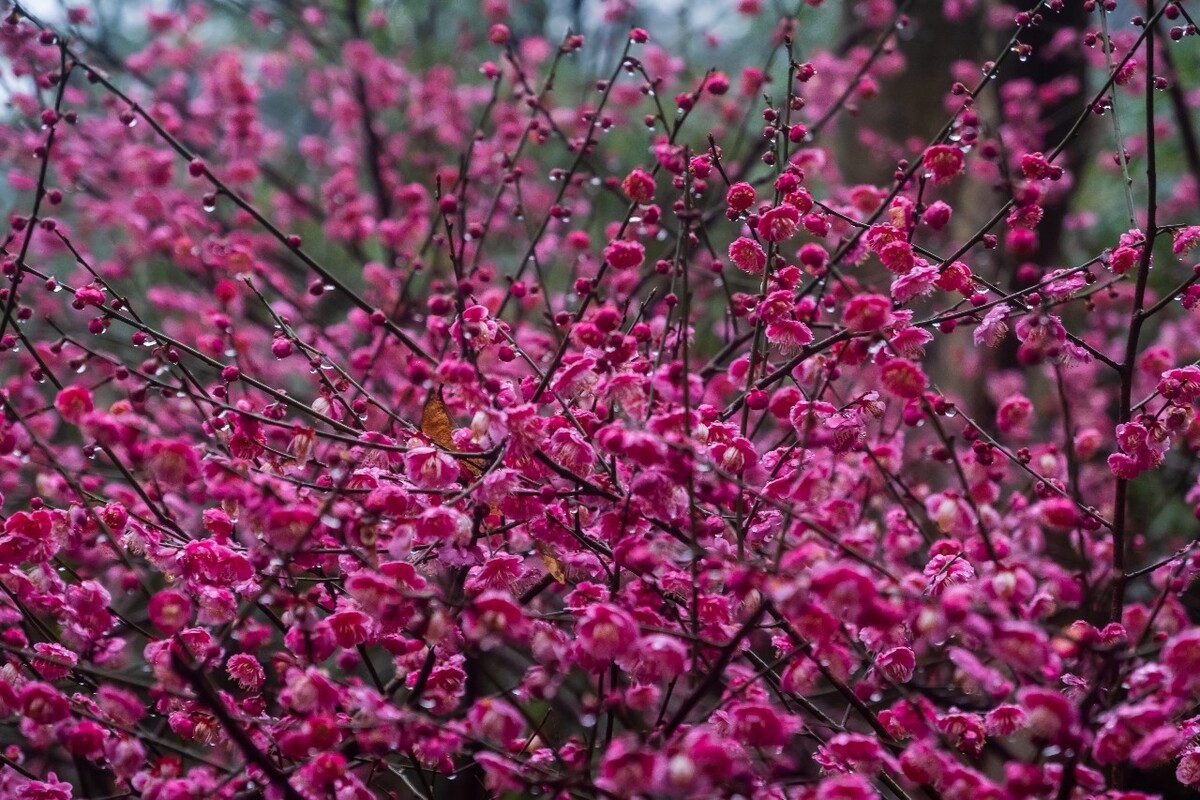 梅花 红梅 花 植物 树 花卉 花儿 盛开的梅花 梅 寒梅 摄影 图片 素材 Red plum 观梅 赏梅 梅林 梅花盛开 雨中红梅 雨中梅花