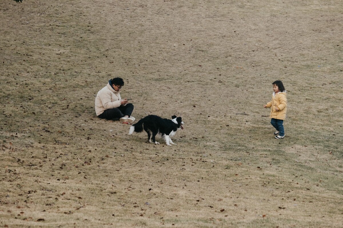 大人 小孩  牧羊犬 边牧 边境牧羊犬  摄影 特写 自然  图片 宠物摄影 黑白 嬉戏