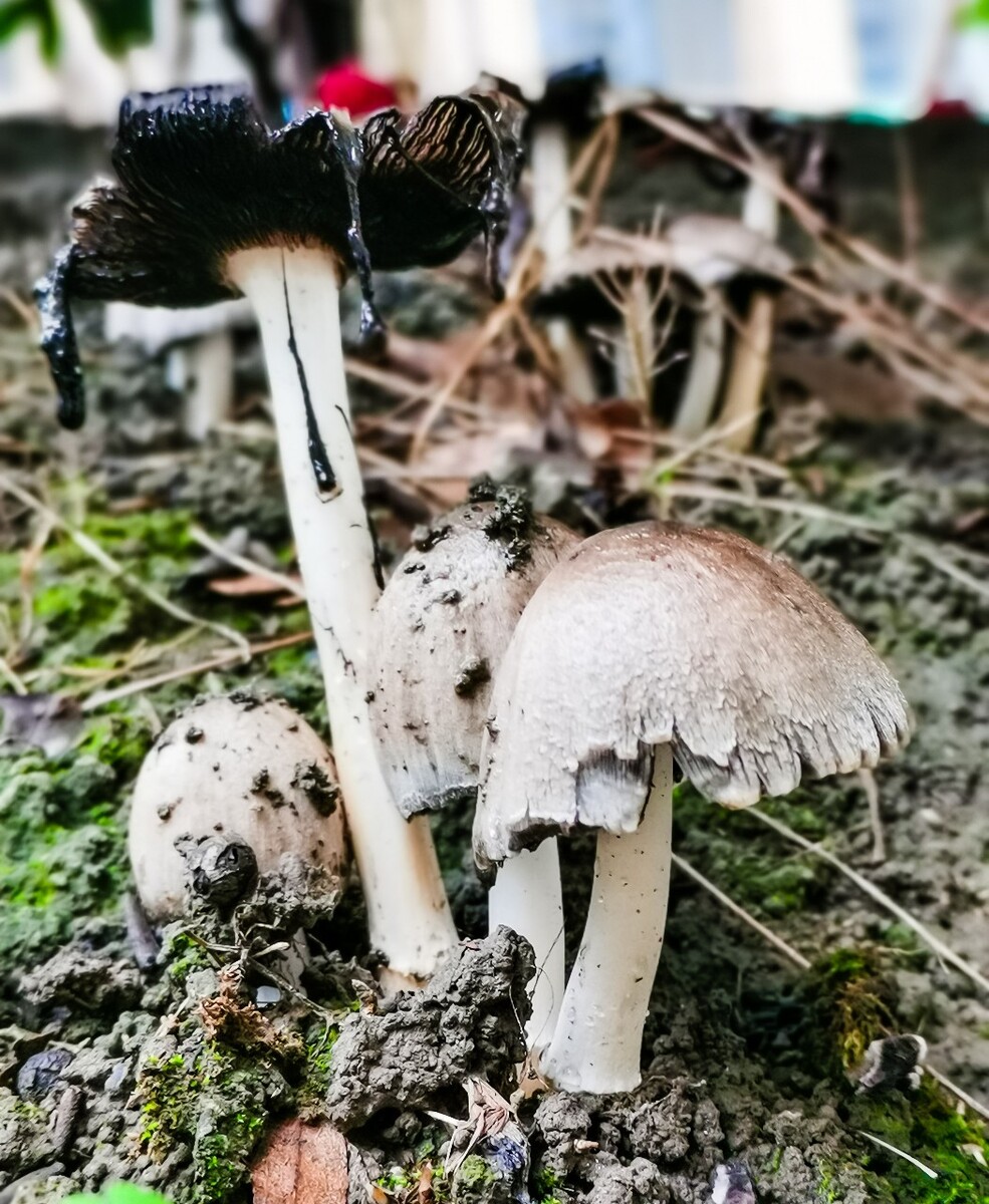 菌菇 筠子 菇类 摄影  野生植物 野生 菇   野生菇   特写 手机