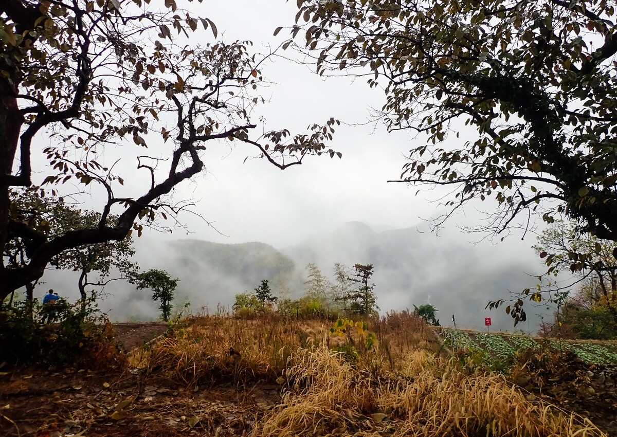 东平 风光 摄影 自然 旅行 树木
