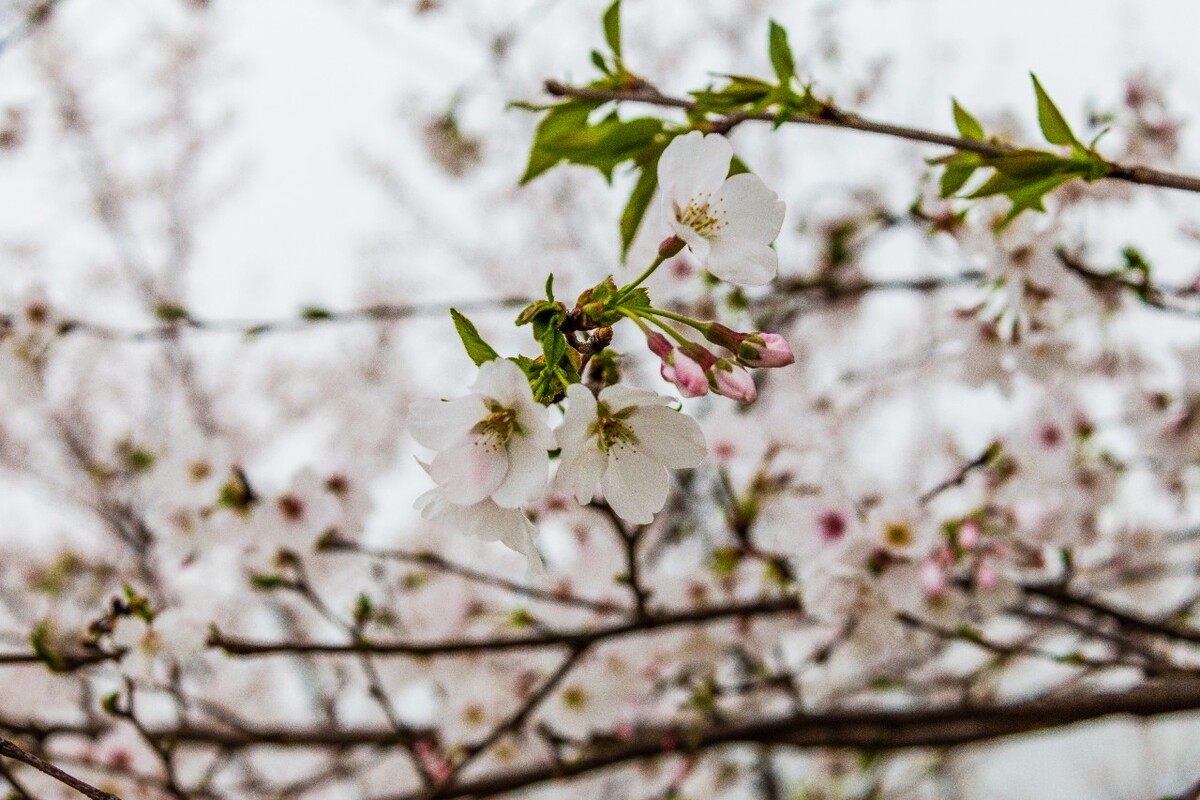 日本樱花 樱花 东京樱花 Cherry Tree 花儿 花卉 植物 太子湾樱花 樱花