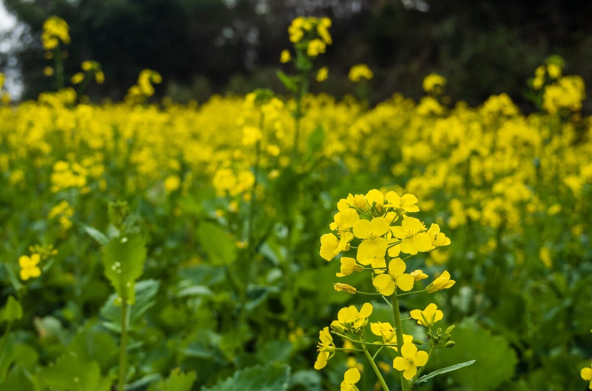 油菜花 蝴蝶 菜花 黄色的小花 菜地 摄影 风光 自然 油菜地