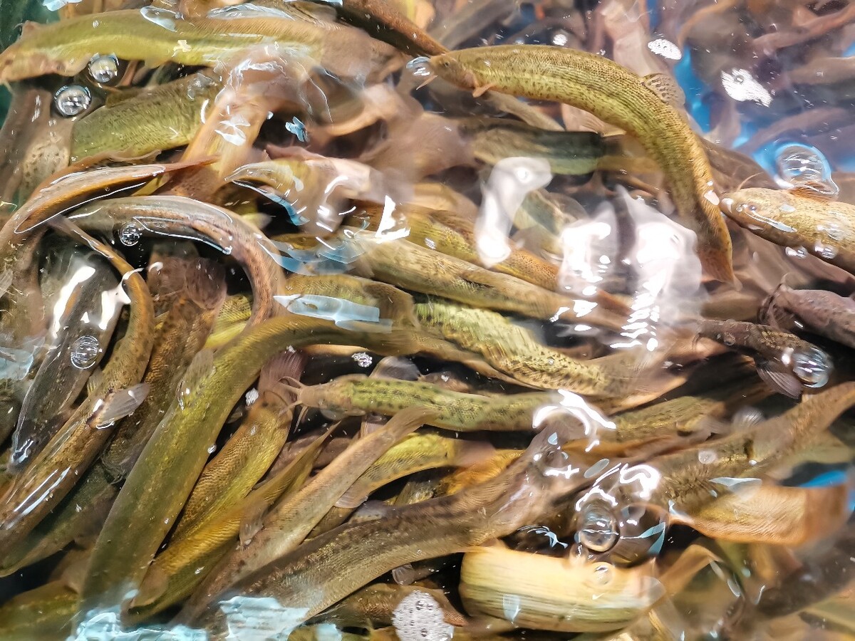 图片 摄影 素材 泥鳅 鱼鳅 泥鳅鱼 拧沟 泥沟娄子 鳅类 底栖鱼类 鳅科