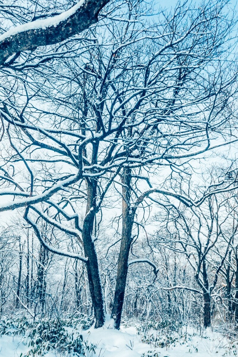 雪景 大自然 自然 风光 黄山雪景 摄影 银妆素裹 千里冰封 万里雪飘 旅游 树枝上的雪 森林雪景