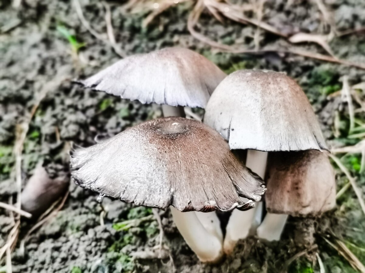 菌菇 筠子 菇类 摄影  野生植物 野生 菇   野生菇   特写 手机 