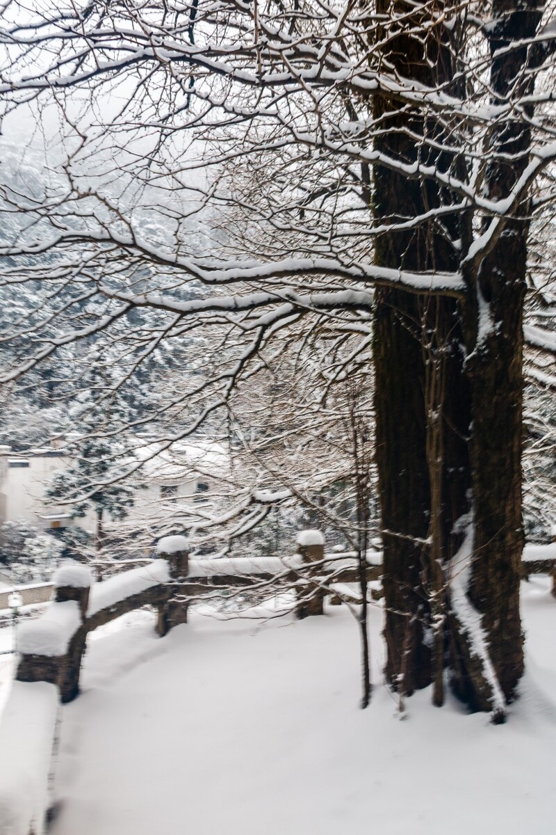 雪景 自然 风景 自然风光 大自然 黄山雪景 黄山风光 树枝上的雪 积雪 千里冰封 万里雪飘 银妆素裹