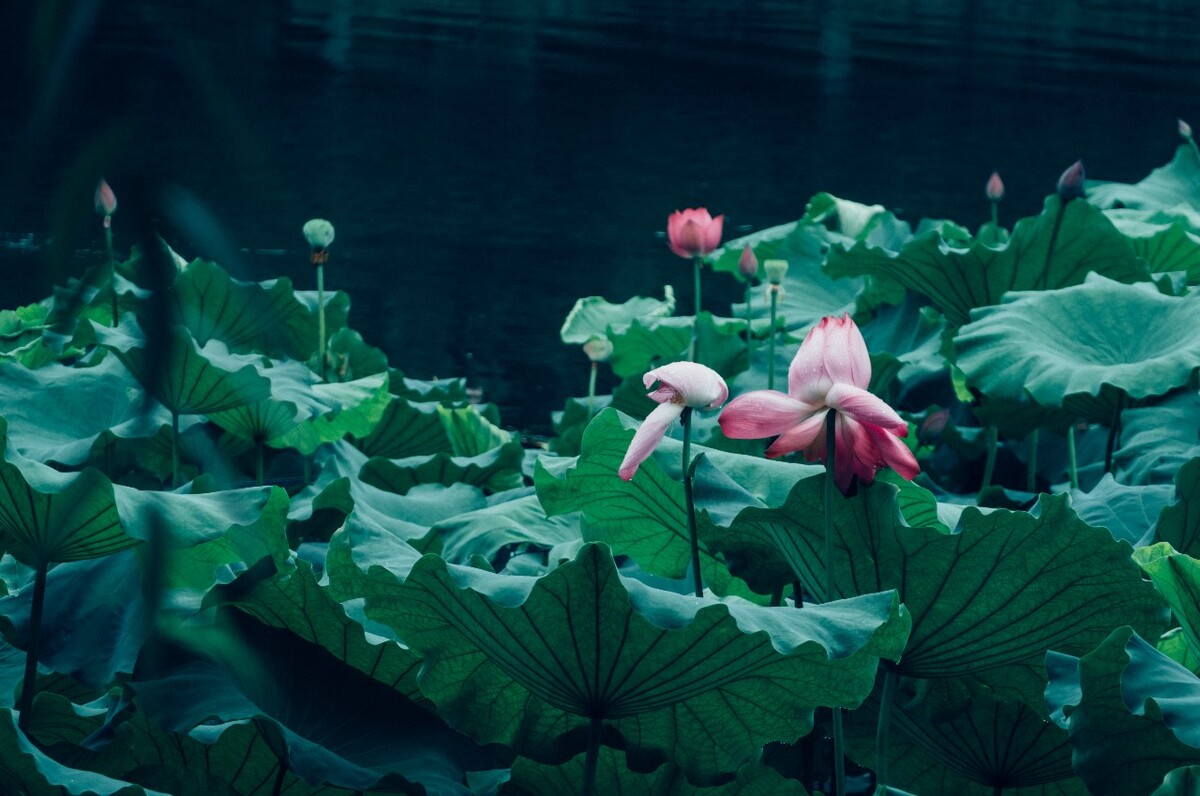 荷花 莲花 水芙蓉 草本花卉 莲花 水芙蓉 藕花 芙蕖 水芝 水华 泽芝 中国莲 摄影 特写