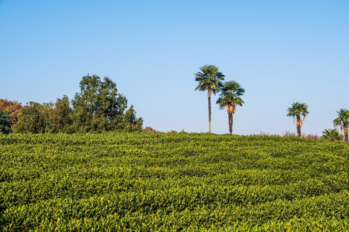 龙井茶园 茶园风光 茶园 茶园风貌 摄影 茶叶 茶 茶园 龙井茶 风光 特写 摄影 茶艺 龙井茶叶