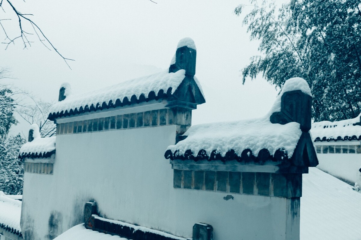 植物 雪景 大自然 自然 雪中的植物 森林雪景 银妆素裹 摄影 雪山 城市建筑