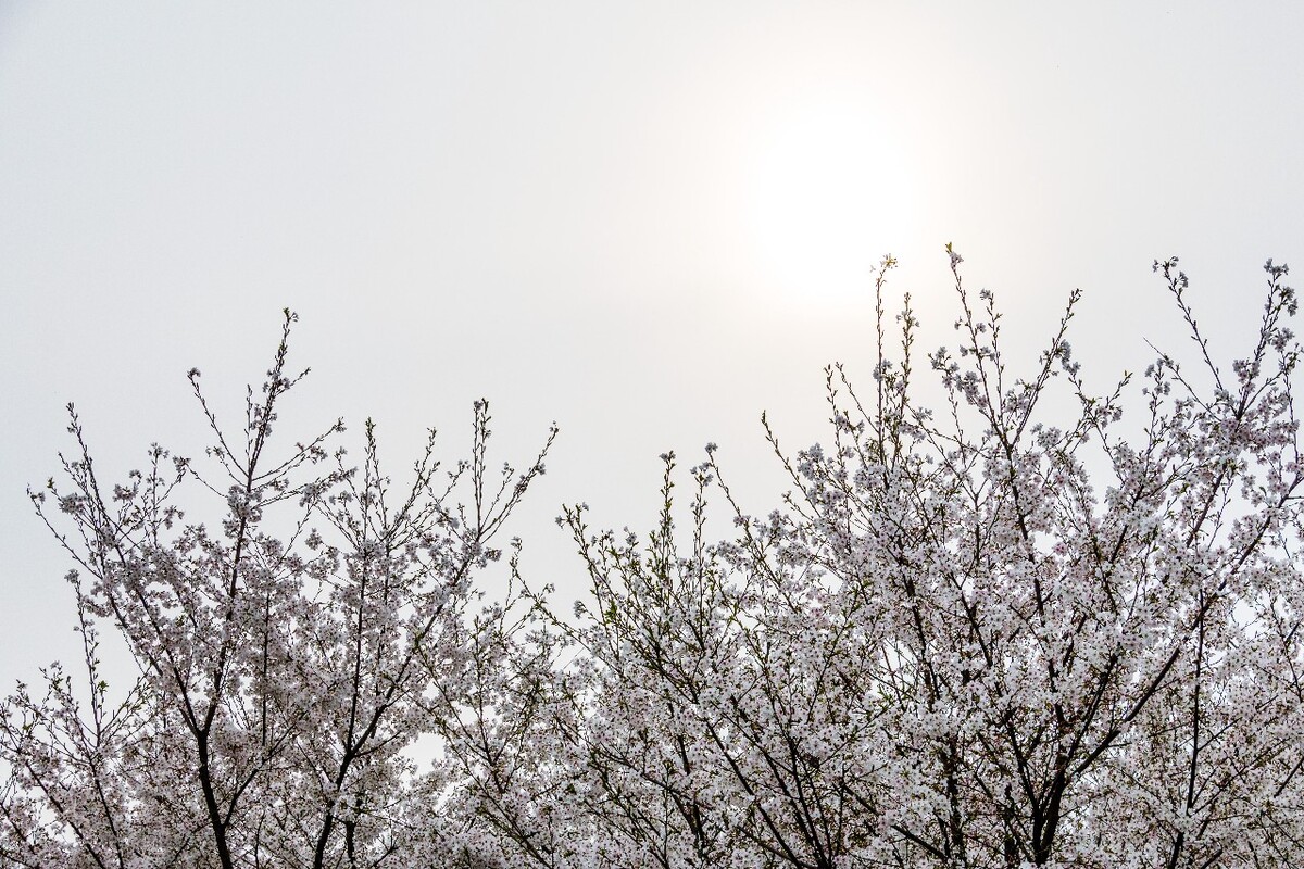 日本樱花 樱花 东京樱花 Cherry Tree 花儿 花卉 植物 太子湾樱花 樱花